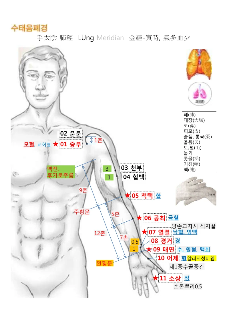 수태음폐경(手太陰肺經, LU) 경혈 정보 링크 연결 2