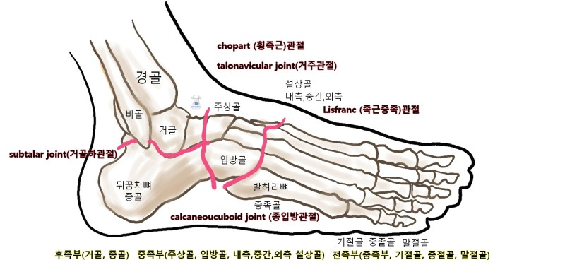 발뼈-중족골-종골